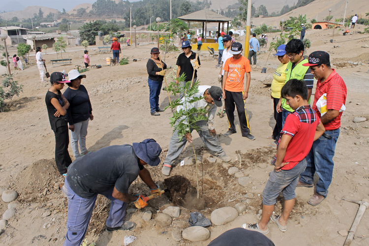 Vecinos de Pachacámac con apoyo de UNACEM y Municipalidad de Pachacámac arborizaron Centro Poblado Rural Curva Zapata