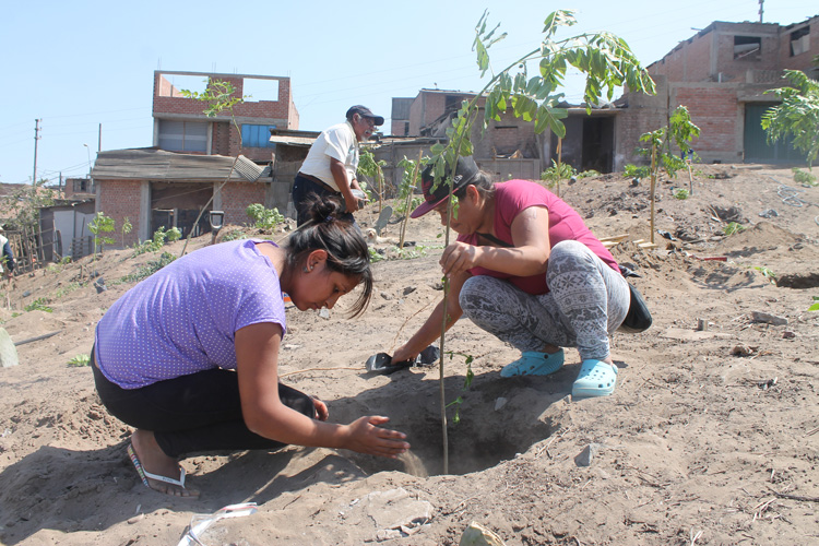 Alrededor de 100 familias del AA.HH. Daniel Alcides Carrión se benefician con arborización